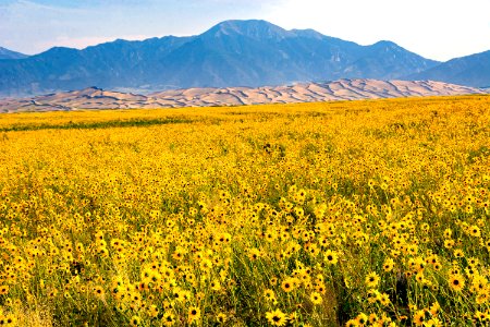Prairie Sunflower Bloom, Dunes and Mount Herard, August 2021 (51388364475)