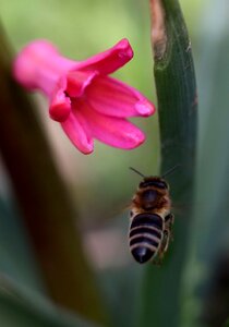 Pollination pink flower