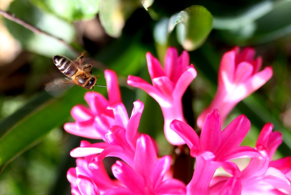 Pollination pink flower