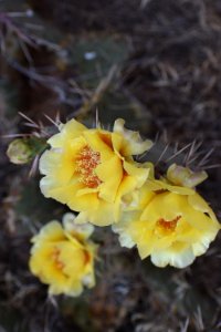 Prickly Pear from Above (35547436431)