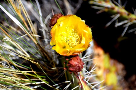 Prickly Bloom (35638383176)