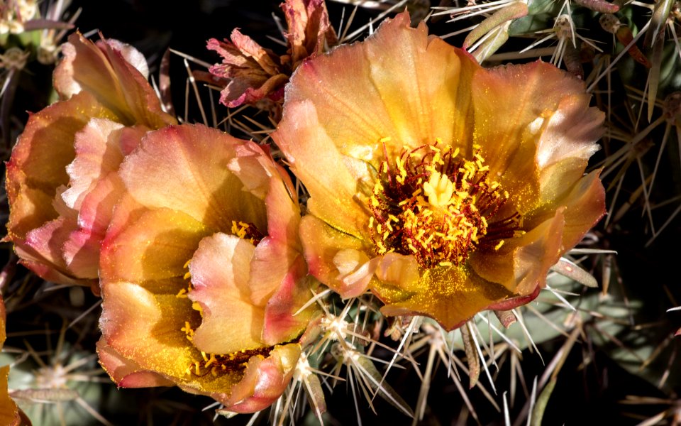 Pricky Pear Blooms (38595566745)