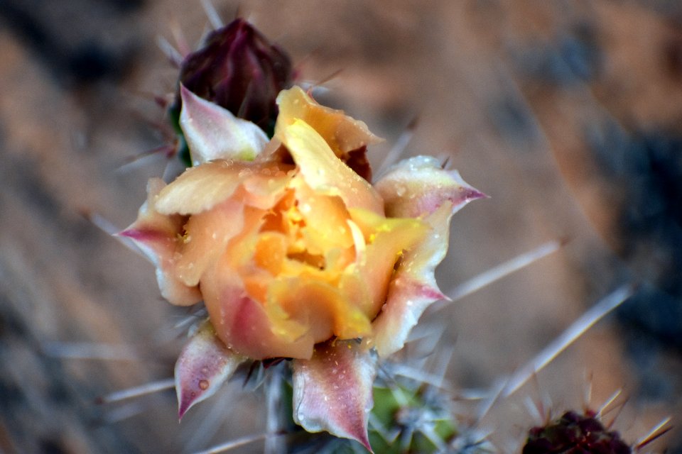 Prickly Pear Pollinate (35289983340)