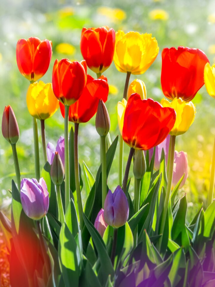 Garden bright floral