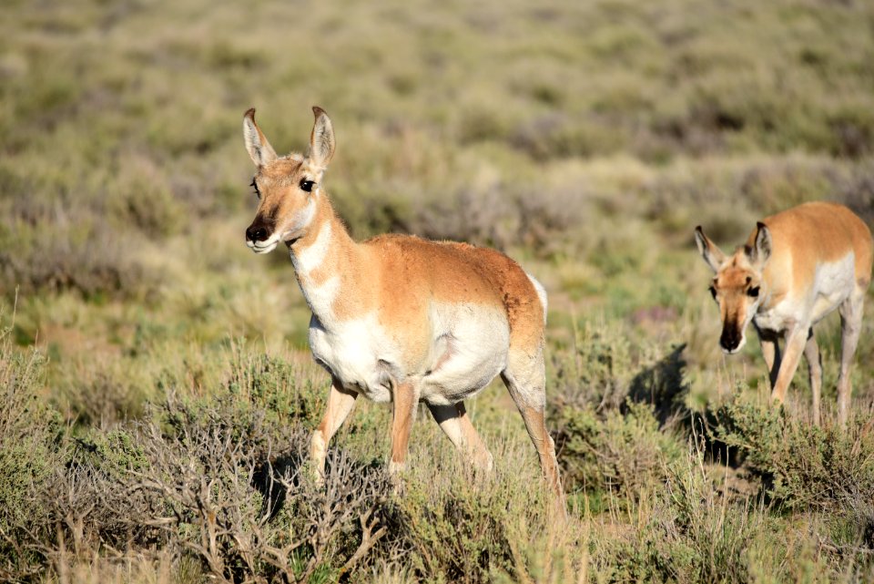Pronghorn at Seedskadee National Wildlife Refuge (48138858481)