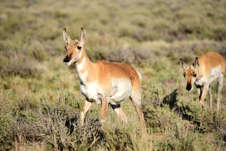 Pronghorn at Seedskadee National Wildlife Refuge (48138858481)