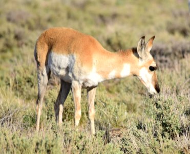 Pronghorn at Seedskadee National Wildlife Refuge (48138935563)