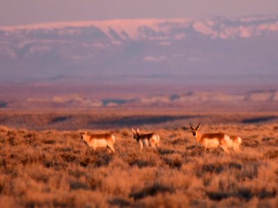 Pronghorn at Seedskadee National Wildlife Refuge (51133484422)