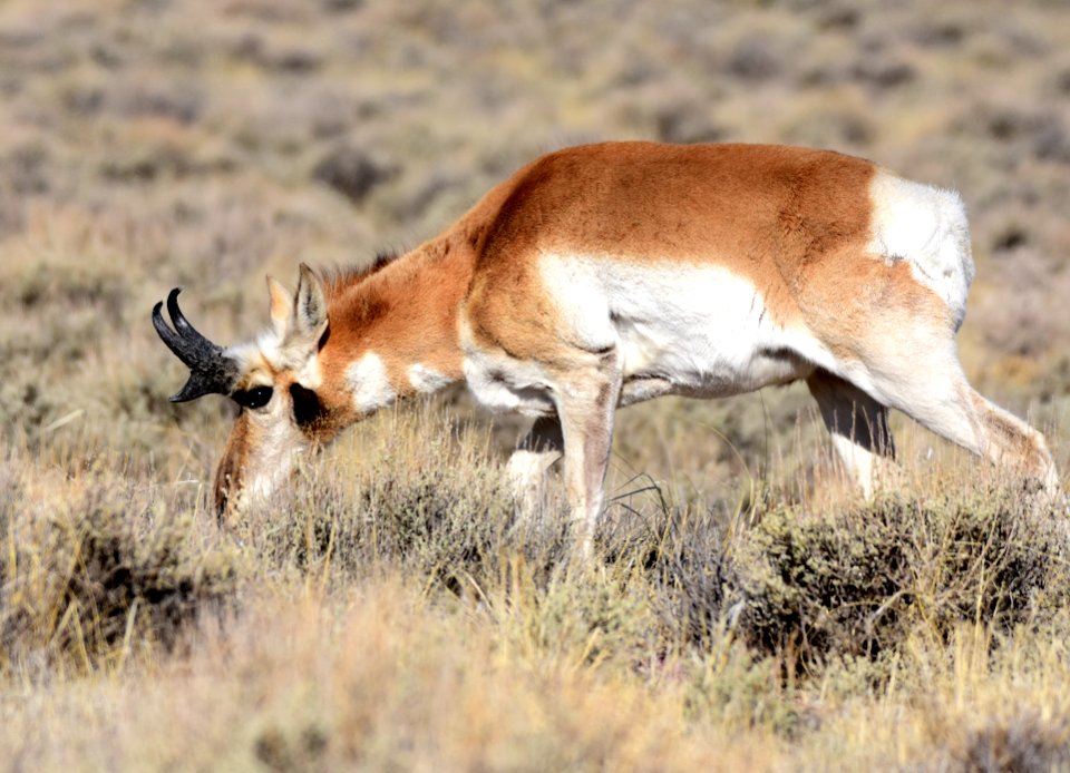 Pronghorn at Seedskadee National Wildlife Refuge (51134362538)