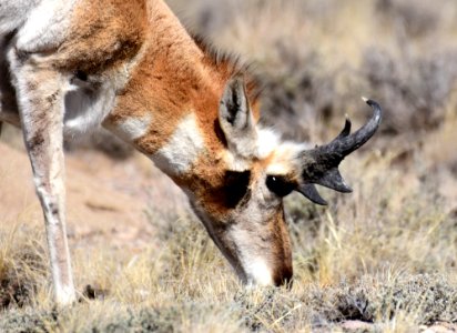 Pronghorn at Seedskadee National Wildlife Refuge (51134936624)