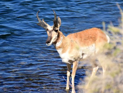 Pronghorn at Seedskadee National Wildlife Refuge (51190180816)