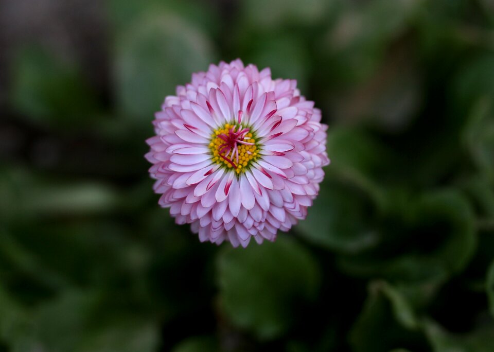 Spring pink petals