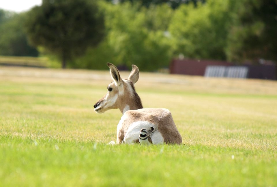 Pronghorn (50584215068)