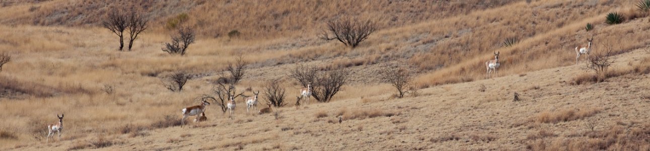 Pronghorn (26671763946)