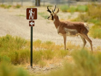 Pronghorn at Seedskadee National Wildlife Refuge (51323801267)