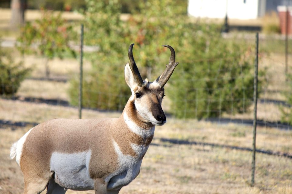 Pronghorn (50584955096)