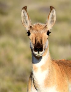 Pronghorn at Seedskadee National Wildlife Refuge (48138928153)