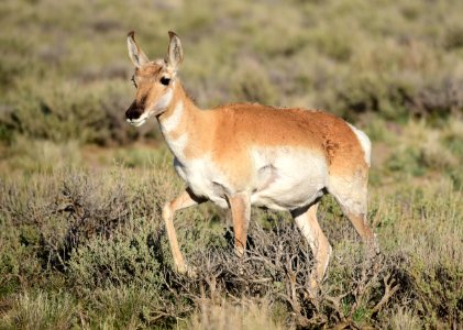 Pronghorn at Seedskadee National Wildlife Refuge (48138924133)