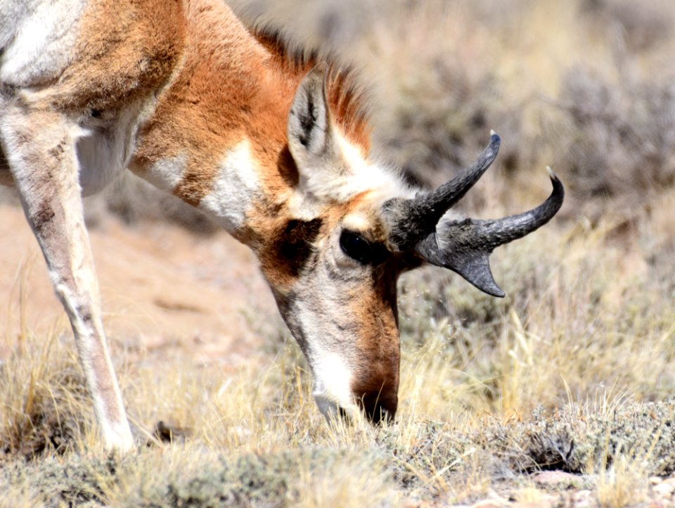 Pronghorn at Seedskadee National Wildlife Refuge (51133476572)