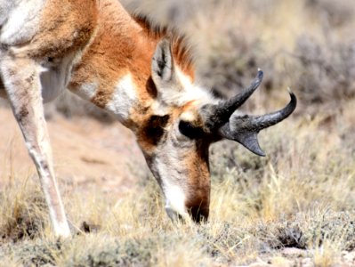 Pronghorn at Seedskadee National Wildlife Refuge (51133476572)