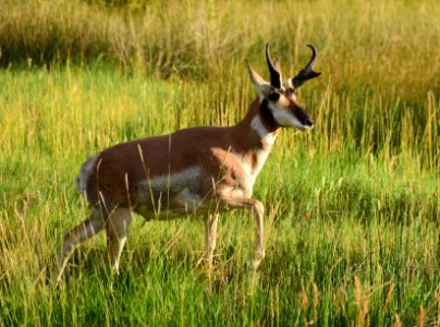 Pronghorn at Seedskadee National Wildlife Refuge (51325550205)
