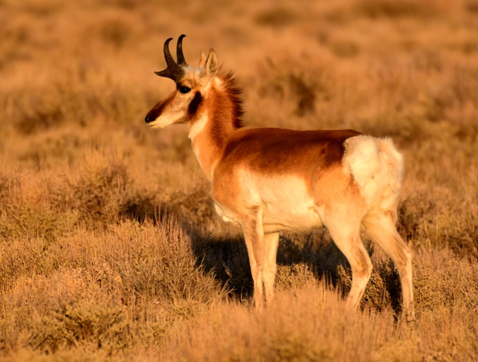 Pronghorn at Seedskadee National Wildlife Refuge (51133451367)