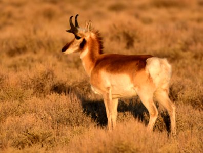 Pronghorn at Seedskadee National Wildlife Refuge (51133451367)