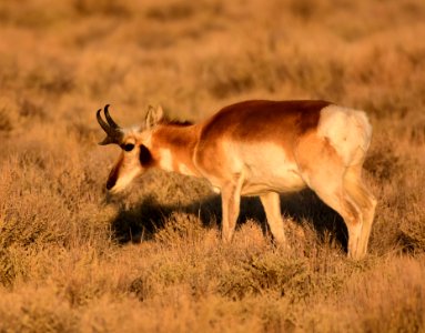 Pronghorn at Seedskadee National Wildlife Refuge (51134344218)