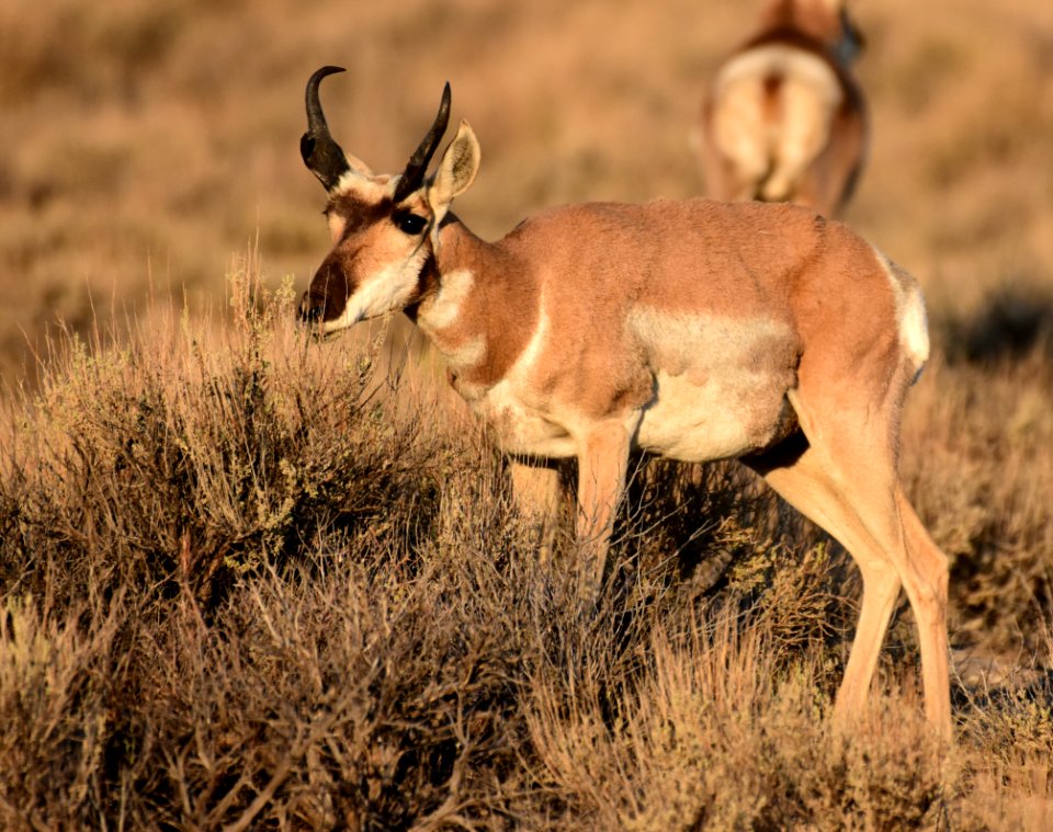 Pronghorn at Seedskadee National Wildlife Refuge (51373482547)