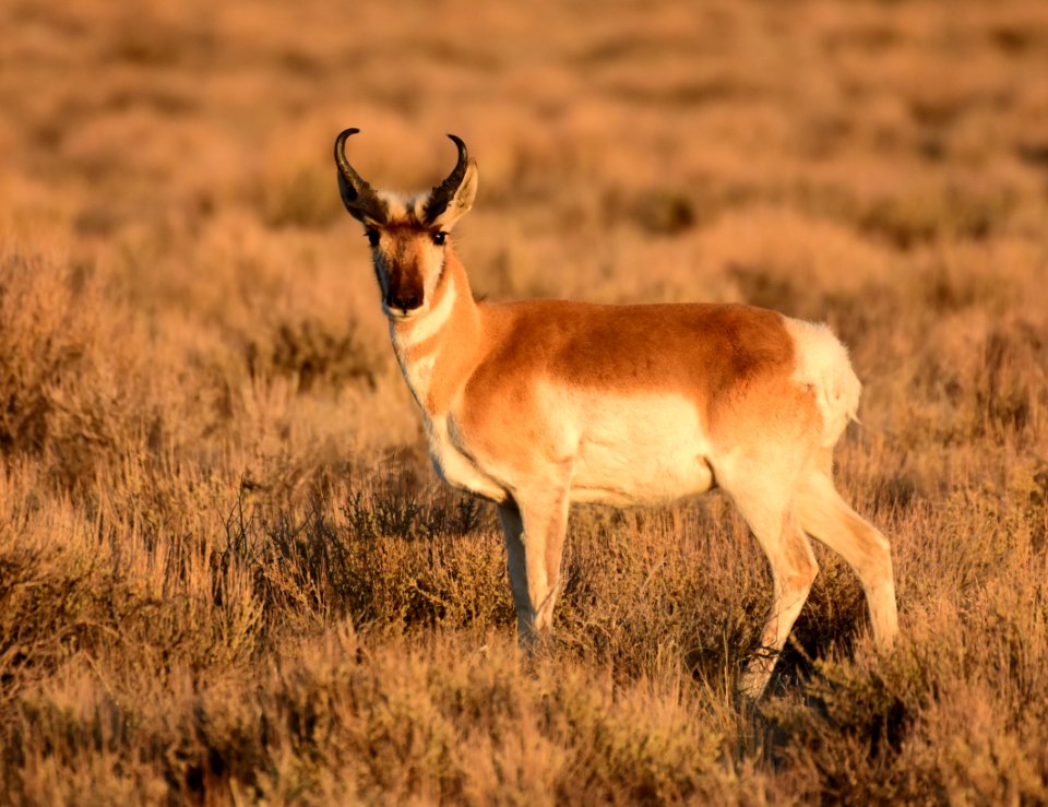 Pronghorn at Seedskadee National Wildlife Refuge (51134910724)