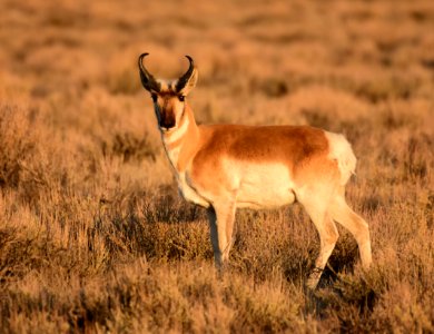 Pronghorn at Seedskadee National Wildlife Refuge (51134910724)