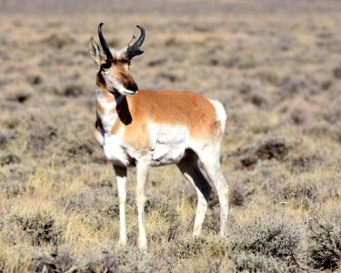 Pronghorn at Seedskadee National Wildlife Refuge (51134136341)
