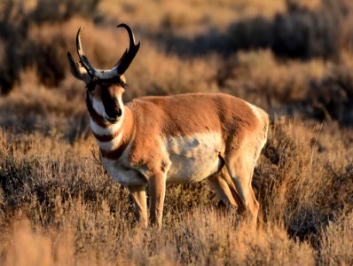 Pronghorn at Seedskadee National Wildlife Refuge (51374451463)