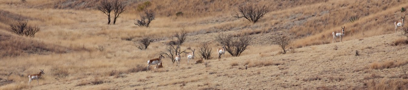 Pronghorn (26671762926)