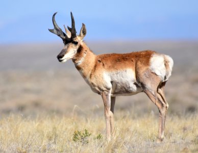 Pronghorn at Seedskadee National Wildlife Refuge (51190169796)
