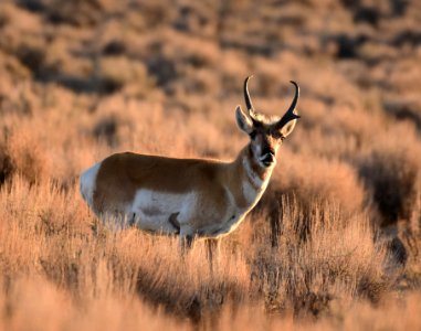 Pronghorn at Seedskadee National Wildlife Refuge (51134393408)
