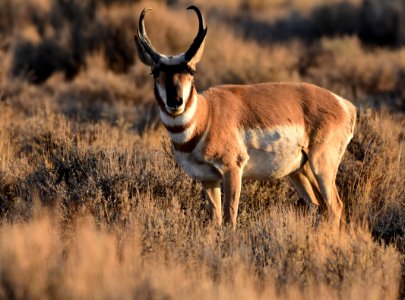 Pronghorn at Seedskadee National Wildlife Refuge (51436626617)