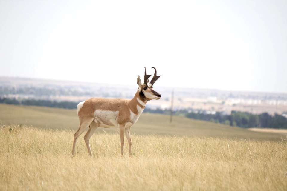 Pronghorn (50584215108)