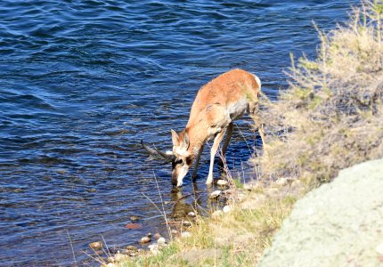 Pronghorn at Seedskadee National Wildlife Refuge (51190964789)