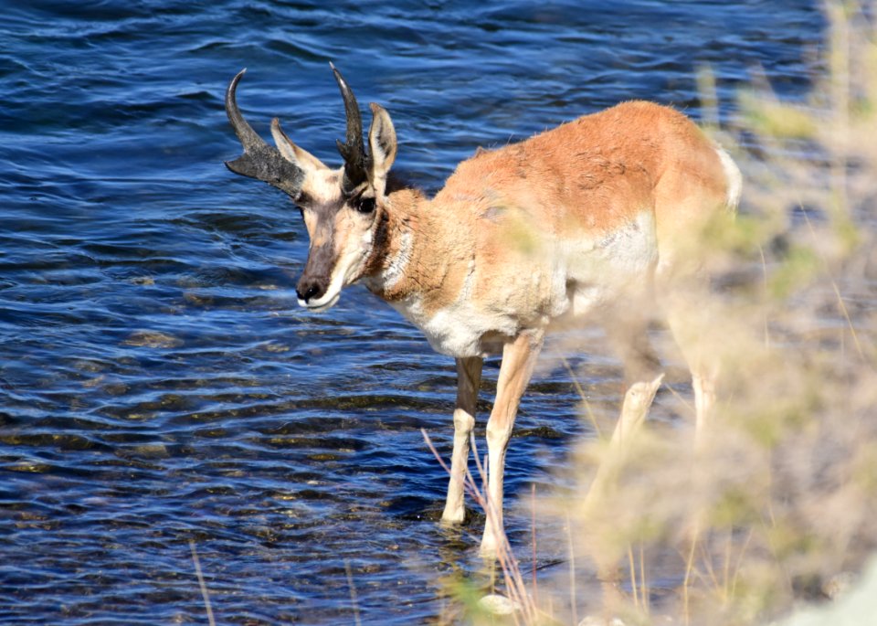 Pronghorn at Seedskadee National Wildlife Refuge (51189471617)