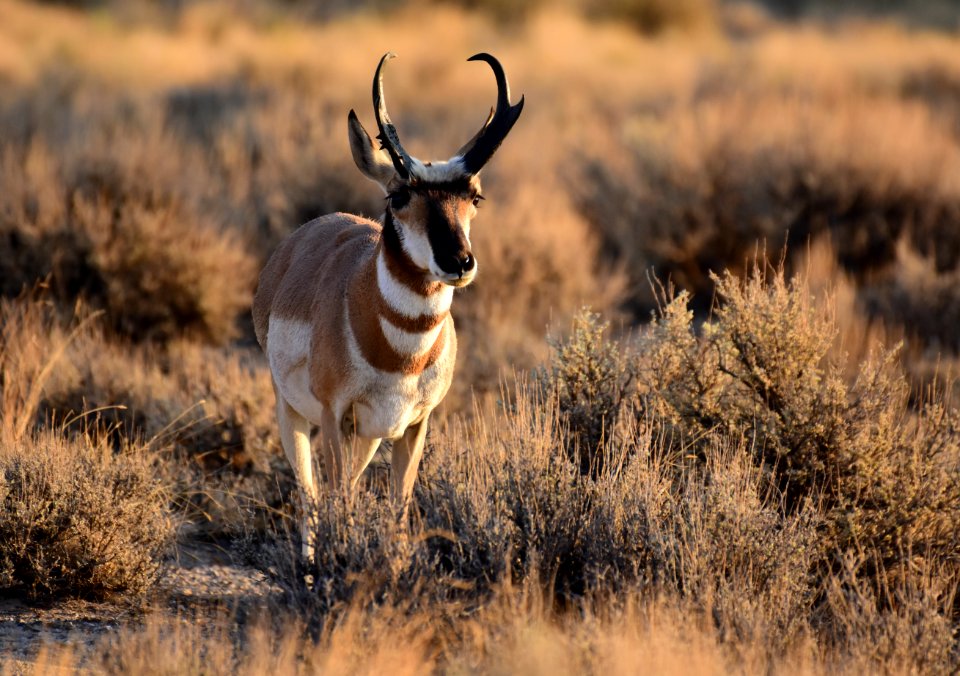 Pronghorn at Seedskadee National Wildlife Refuge (51437613318)