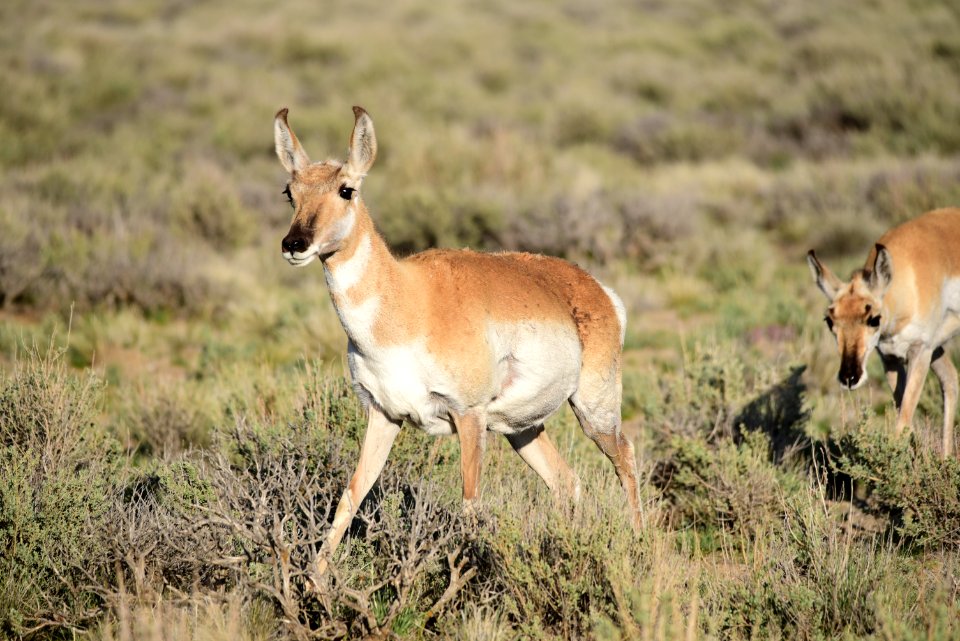 Pronghorn at Seedskadee National Wildlife Refuge (48138907658)
