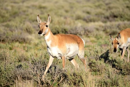 Pronghorn at Seedskadee National Wildlife Refuge (48138907658)
