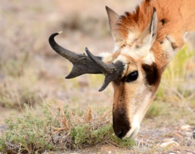 Pronghorn at Seedskadee National Wildlife Refuge (51201118971)