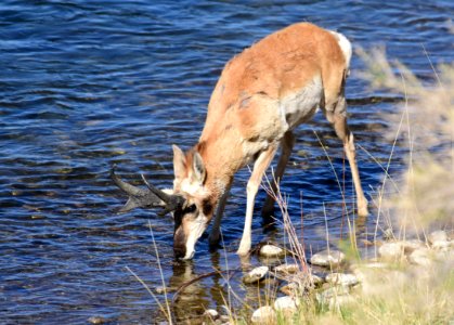 Pronghorn at Seedskadee National Wildlife Refuge (51190249576)