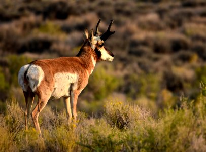 Pronghorn at Seedskadee National Wildlife Refuge (51438192919)