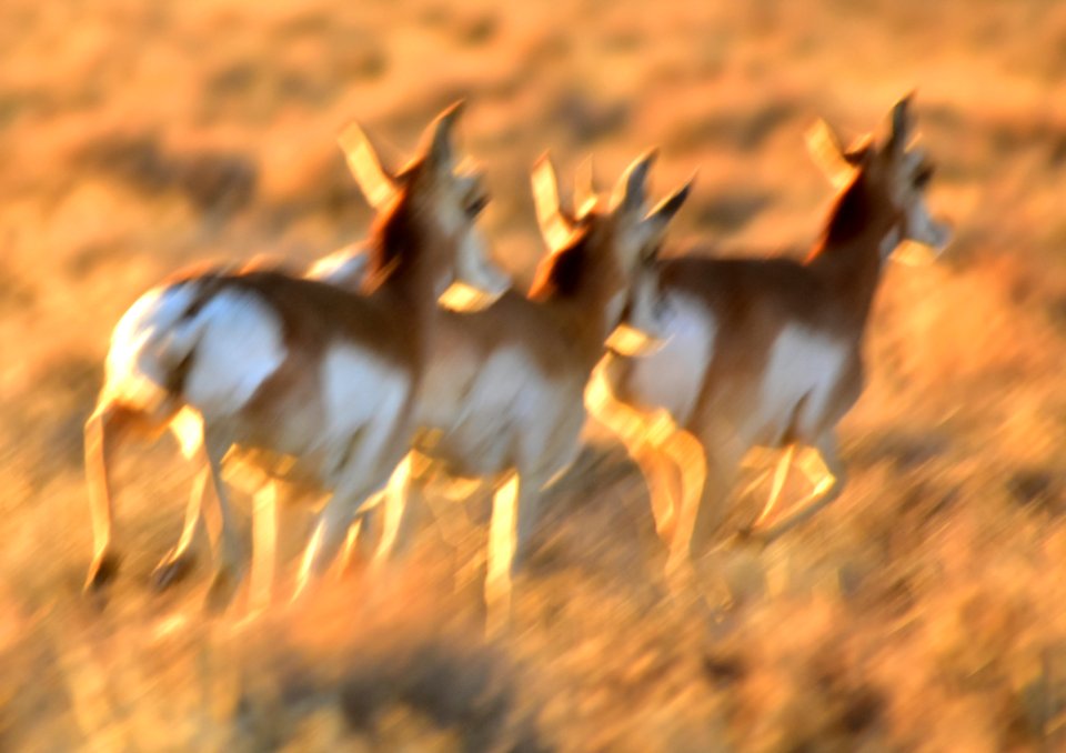 Pronghorn at Seedskadee National Wildlife Refuge (50801633051)