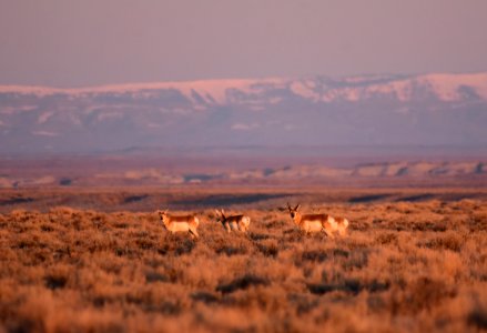 Pronghorn at Seedskadee National Wildlife Refuge (51133497322)