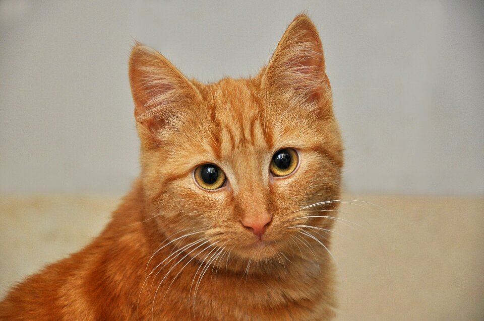 Domestic cat animal cat's eyes