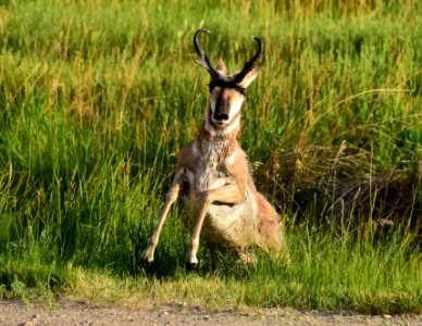 Pronghorn at Seedskadee National Wildlife Refuge (51323822657)